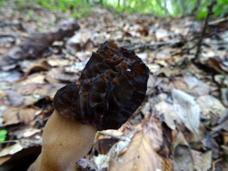 Morchella elata